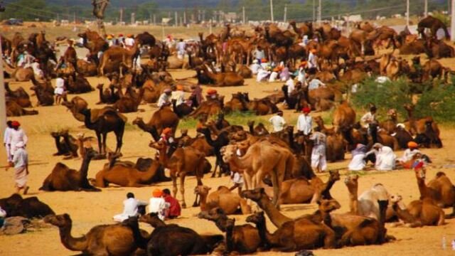 Feria de Cammel Pushkar