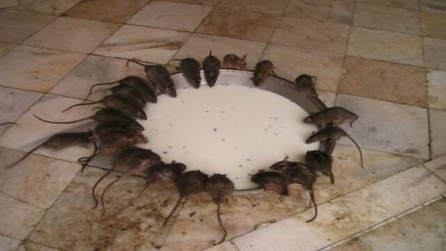 Templo de las Ratas)